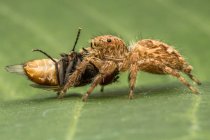Araignée sauteuse avec un insecte mort, Indonésie — Photo de stock