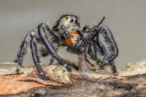 Jumping spider with a dead insect, Indonesia — Stock Photo