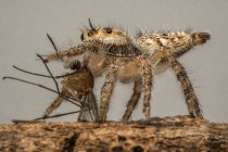 Aranha saltitante com um inseto morto, Indonésia — Fotografia de Stock