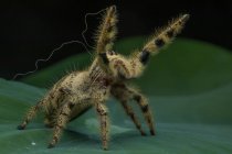Крупный план прыгающего паука на листе, Индонезия — стоковое фото