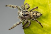Primo piano di un ragno che salta su una foglia, Indonesia — Foto stock