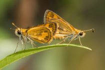 Duas borboletas acasalamento, Indonésia — Fotografia de Stock
