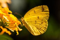 Schmetterling auf einer Blume, Indonesien — Stockfoto