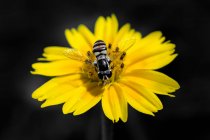 Close-up de uma abelha em uma flor amarela, Indonésia — Fotografia de Stock