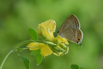 Papillon sur une fleur, Indonésie — Photo de stock