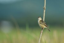 Beautiful colorful Zitting cisticola bird on branch at sunny day, Indonesia — Stock Photo