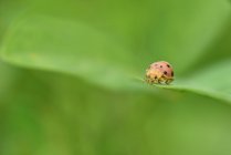 Close-up of a lady bug on a leaf, Indonesia — Stock Photo