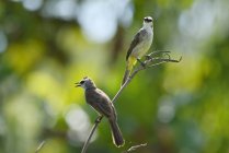 Aves de bulbul macho e fêmea de ventilação amarela em um ramo, Indonésia — Fotografia de Stock
