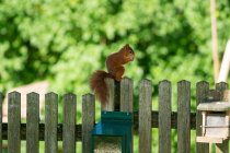 Rotes Eichhörnchen auf einem Holzzaun beim Essen einer Erdnuss, Salzburg, Österreich — Stockfoto