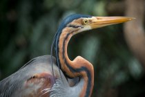 Portrait of a Purple Heron, Indonesia — Stock Photo