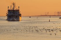 Flock of barnacle geese taking off on river Ems as a ship approaches at sunset, East Frisia, Lower Saxony, Germany — Stock Photo