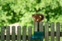 Esquilo vermelho em uma cerca de madeira, Salzburgo, Áustria — Fotografia de Stock