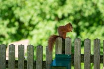 Red Squirrel on a wood fence eating a peanut, Salzburg, Austria — Stock Photo