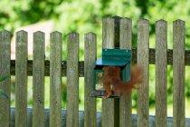 Esquilo Vermelho com a cabeça dentro de um alimentador de esquilo, Salzburgo, Áustria — Fotografia de Stock