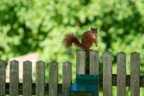 Écureuil roux sur une clôture en bois, Salzbourg, Autriche — Photo de stock