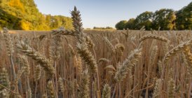 Пшеничное поле, Энсхеде, Оверэйссел, Твенте, Нидерланды — стоковое фото