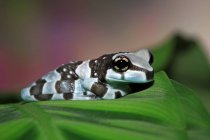 Amazon milk frog on a leaf, Indonesia — Stock Photo
