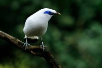 Pássaro empoleirado em um ramo, Indonésia — Fotografia de Stock