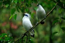 Dois pássaros empoleirados em um galho, Indonésia — Fotografia de Stock
