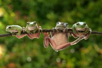 Four frogs on a branch, Indonesia — Stock Photo