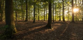 Sol brillando a través de los árboles en un bosque, Enschede, Overijssel, Twente, Países Bajos - foto de stock