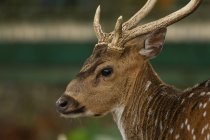 Portrait of a young female deer, Indonesia — Stock Photo
