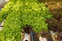Primer plano de la lechuga que crece en un invernadero hidropónico, Tailandia - foto de stock