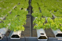 Крупный план выращивания салата в гидропонной оранжерее, Таиланд — стоковое фото