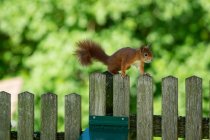 Rotes Eichhörnchen auf einem Holzzaun, Salzburg, Österreich — Stockfoto