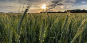 Campo de trigo al atardecer, Borken, Renania del Norte-Westfalia, Alemania - foto de stock