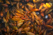 Overhead view of goldfish feeding, Indonesia — Stock Photo