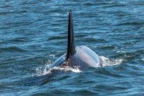 Nahaufnahme eines Orcas beim Schwimmen im Ozean, British Columbia, Kanada — Stockfoto