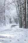 Заснеженная дорога, извивающаяся через зимний лес, Зальцбург, Австрия — стоковое фото
