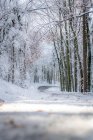 Camino cubierto de nieve serpenteando a través del bosque invernal, Salzburgo, Austria - foto de stock