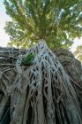 Árvore crescendo em Angkor Wat, Siem Reap, Camboja — Fotografia de Stock