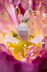 Mantis de orquídea em uma flor, Indonésia — Fotografia de Stock