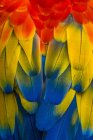 Primo piano delle piume di pappagallo, Indonesia — Foto stock