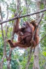 Orangutan in the trees with her infant, Indonesia — Stock Photo