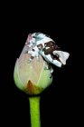 Sapo de leite amazônico em um botão de flor, Indonésia — Fotografia de Stock