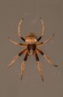 Gros plan d'une araignée sur une toile d'araignée, Indonésie — Photo de stock