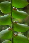 Quattro rane su una pianta, Indonesia — Foto stock