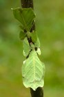 Mantis de dos hojas en una rama, Indonesia - foto de stock