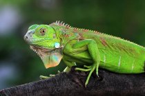 Ritratto di iguana su una filiale, Indonesia — Foto stock