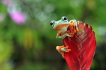 Javanischer Laubfrosch auf einer Blütenknospe, Indonesien — Stockfoto