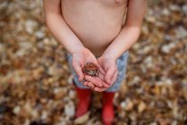 Overhead view of a boy holding a frog, United States — Stock Photo