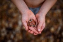 Overhead view of a boy holding a frog, United States — Stock Photo