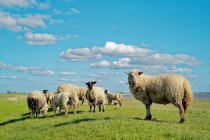 Rebanho de ovelhas em pé em um campo, Frísia Oriental, Baixa Saxônia, Alemanha — Fotografia de Stock