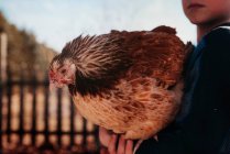 Niño de pie en el jardín sosteniendo un pollo, Estados Unidos - foto de stock