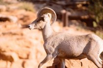 Close-up of a Desert Bighorn Ram, Zion National Park, Utah, United States — Stock Photo