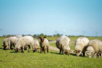 Giovani agnelli in un campo, Frisia orientale, Bassa Sassonia, Germania — Foto stock